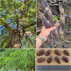 Gleditsia triacanthos Honey Locust Tree Seeds