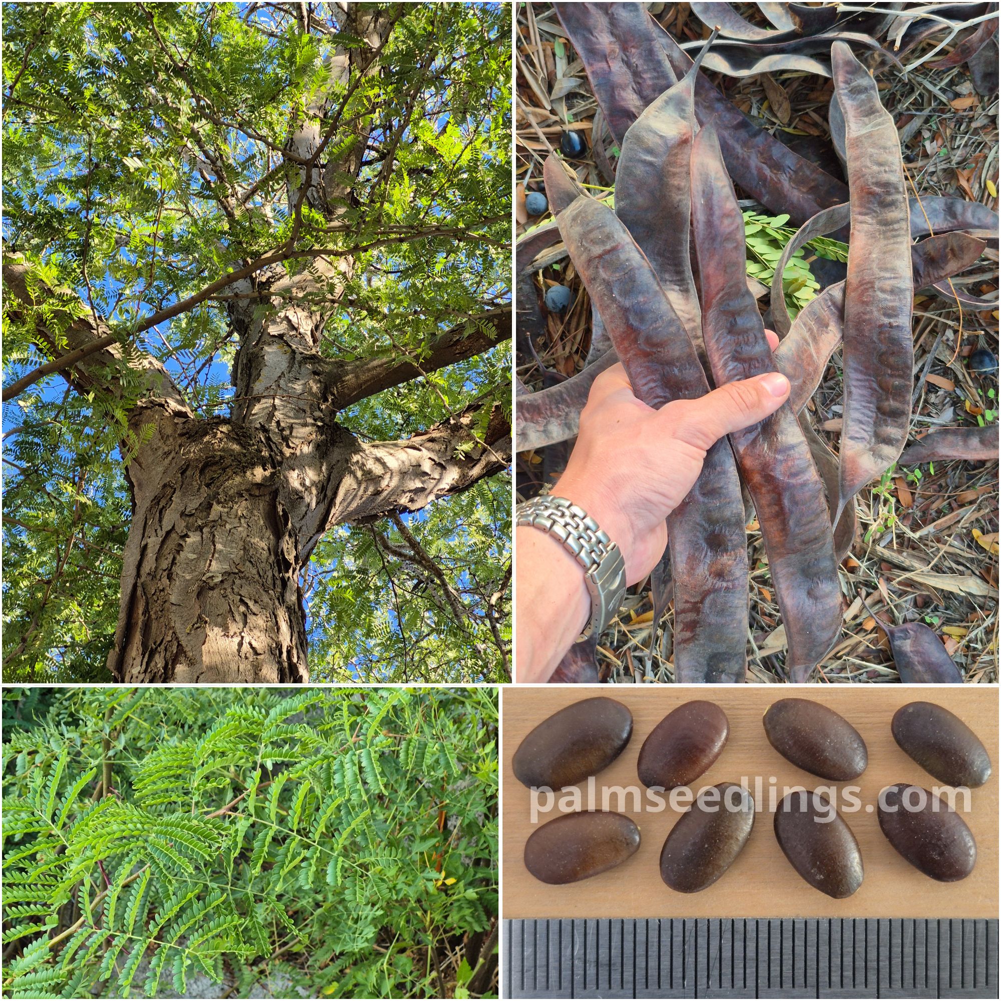 Gleditsia triacanthos seeds for sale - PalmSeedlings.com