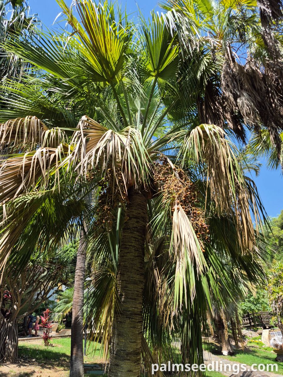 Guadalupe Palm