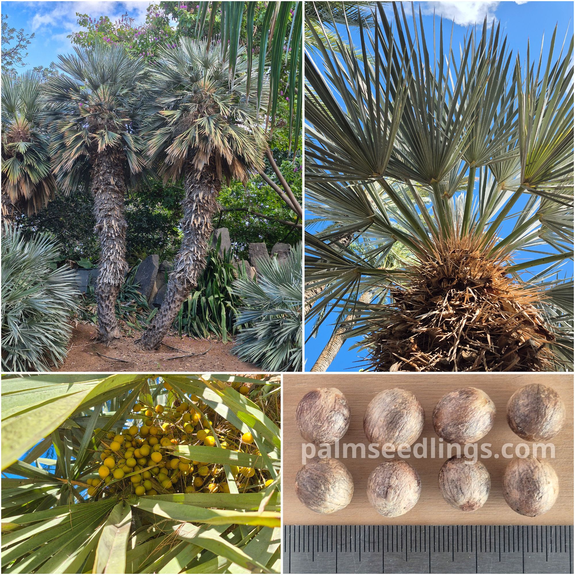Trithrinax campestris Argentian Caranday Palm Seeds