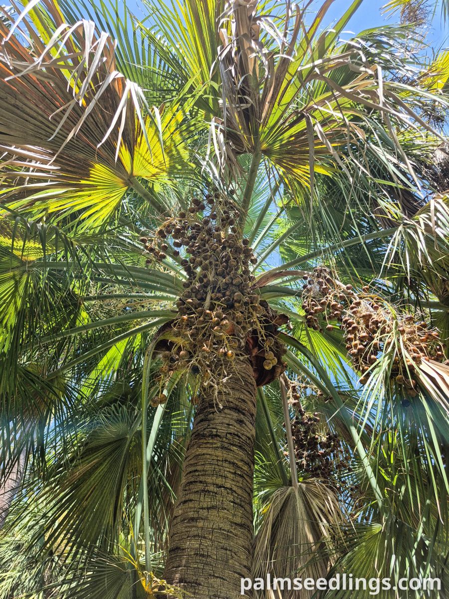 brahea edulis fruits