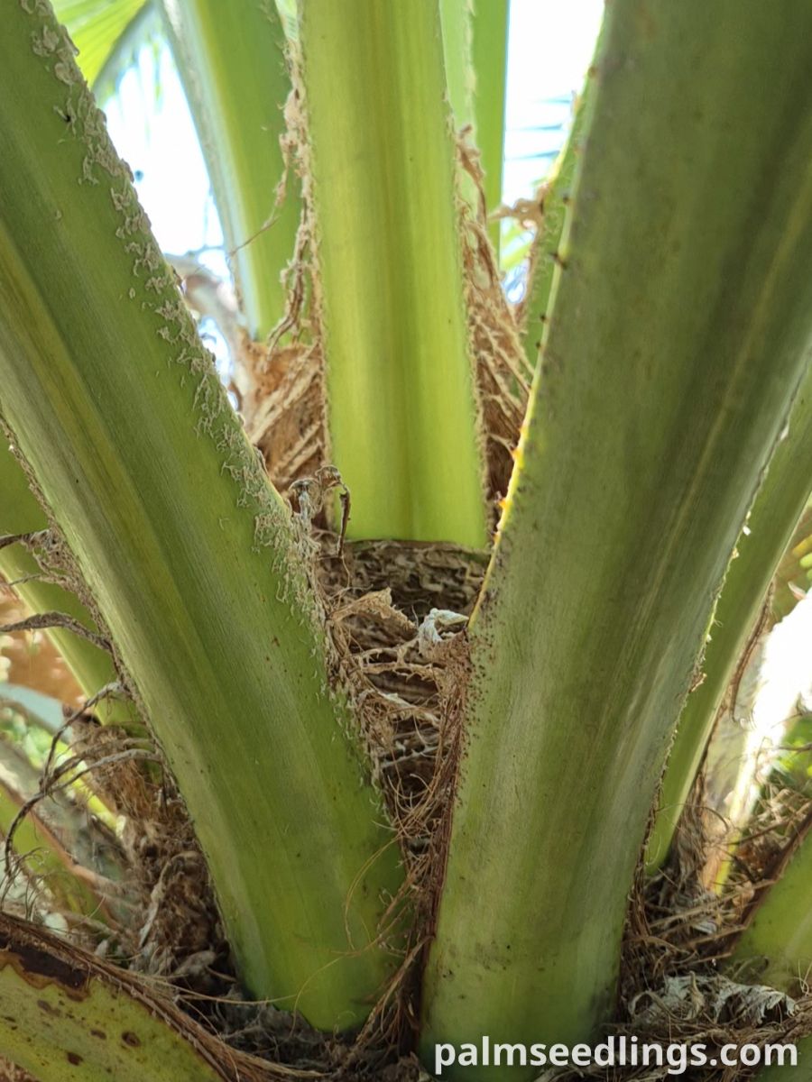 brahea edulis leaf bases closeup