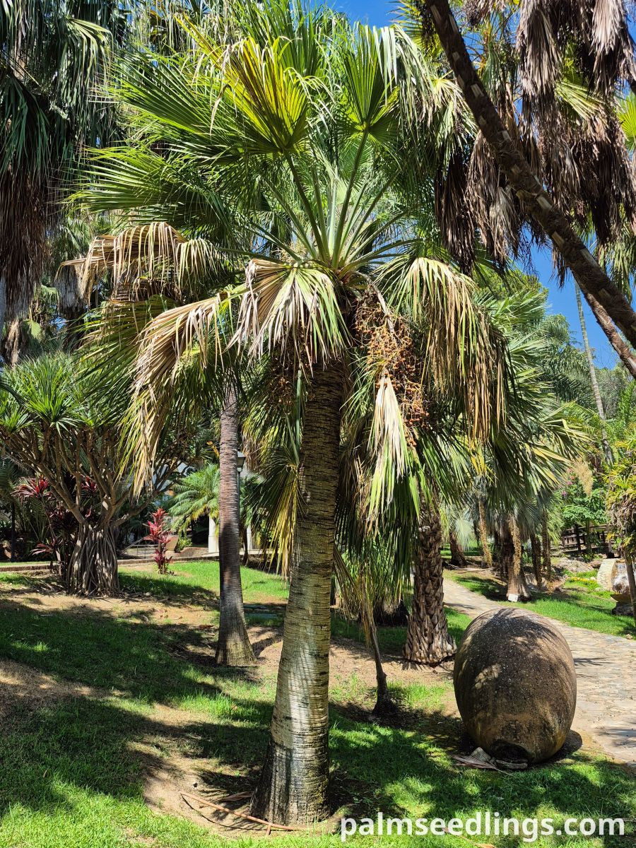 brahea edulis mature