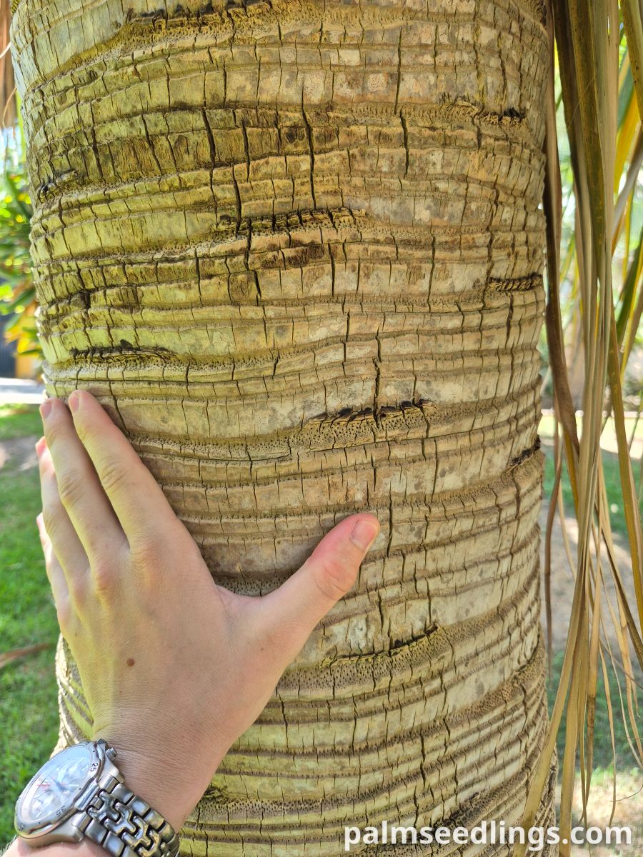 brahea edulis trunk closeup