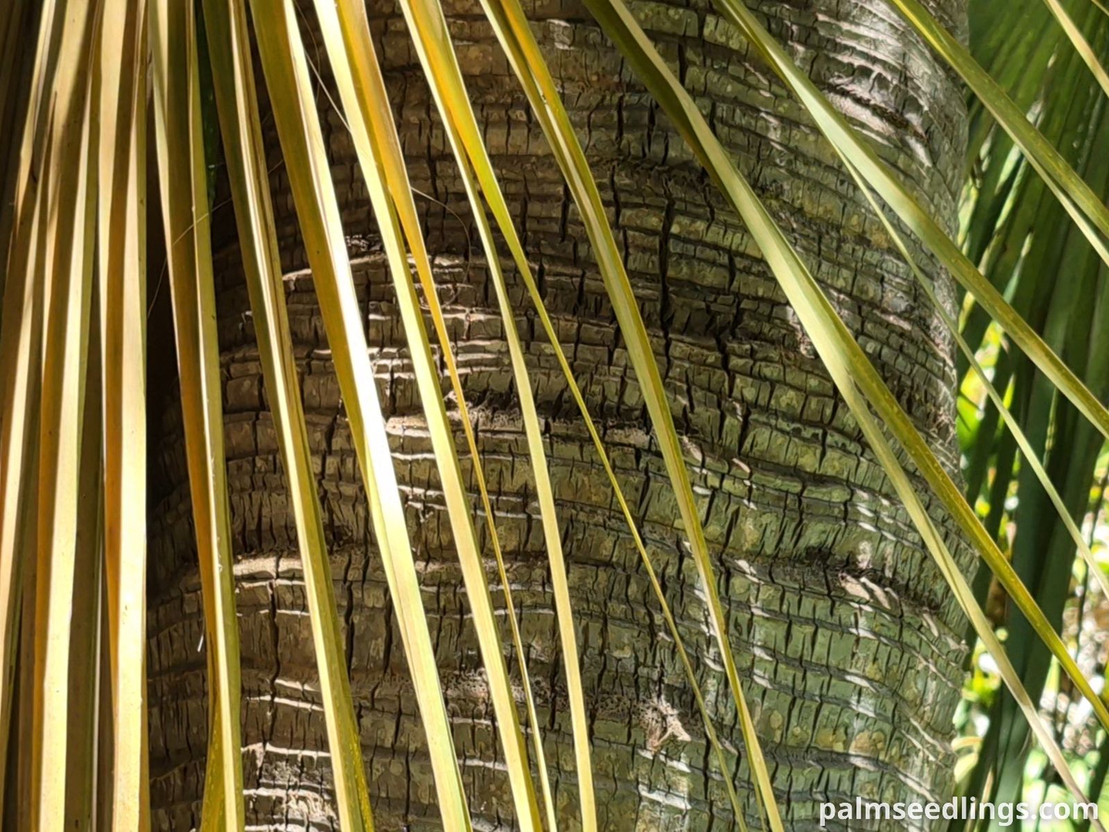 brahea edulis trunk texture detail