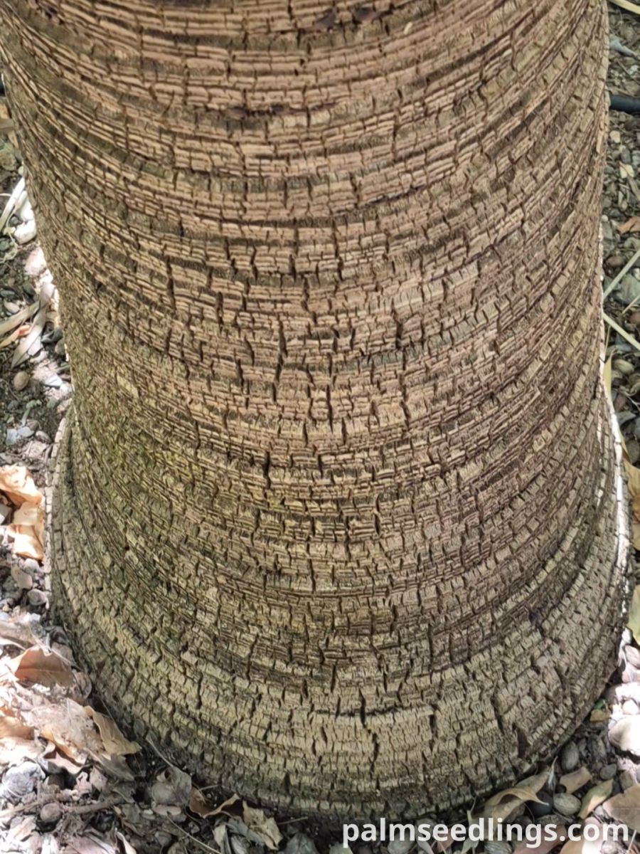brahea edulis trunk texture