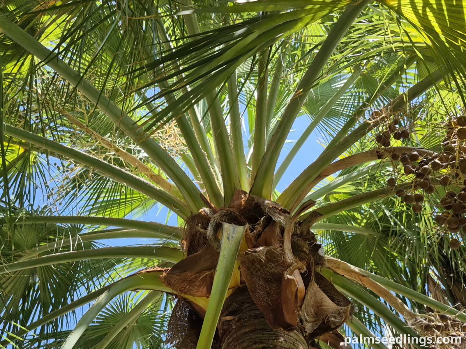 guadalupe palm crown