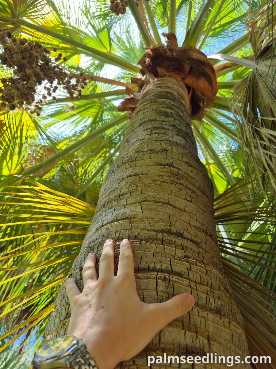 guadalupe palm trunk