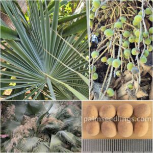 Brahea dulcis Rock Palm Seeds