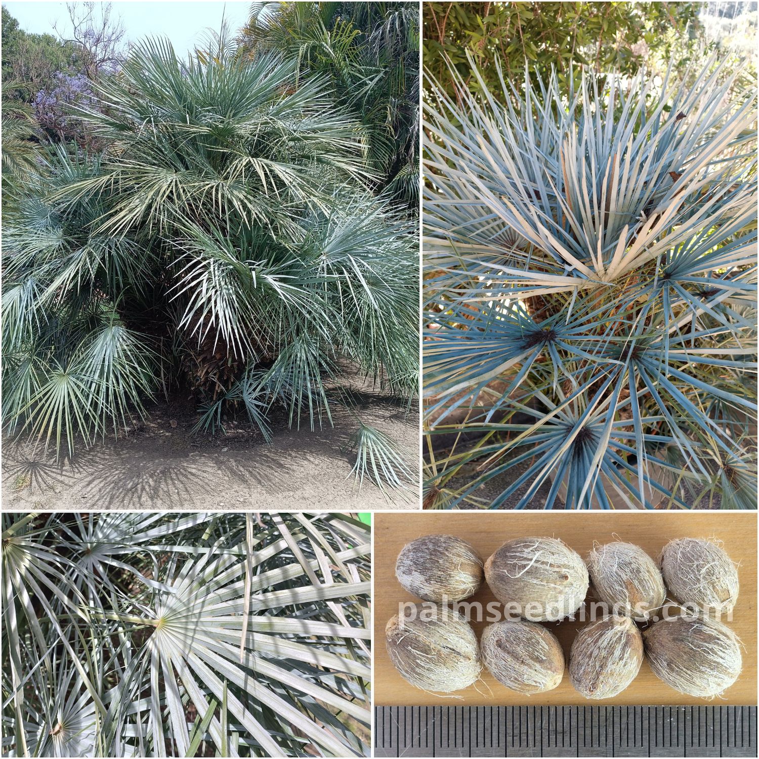 Chamaerops humilis var. cerifera Blue Mediterranean Fan Palm Seeds