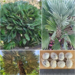 Chamaerops humilis var. vulcano Vulcano Fan Palm Seeds