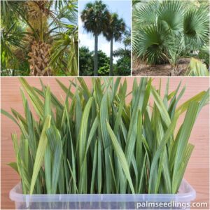 Sabal causiarum Puerto Rican Hat Palm Seedlings