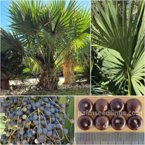 Sabal maritima Maritime Palmetto Palm Seeds