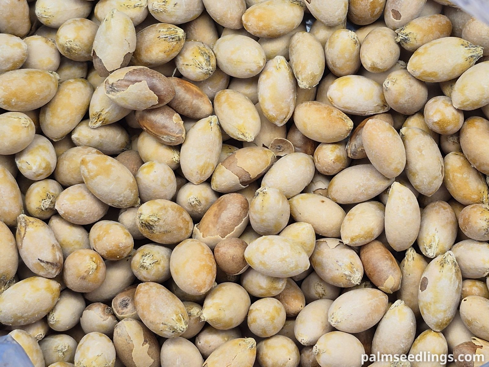 Saw Palmetto Seeds
