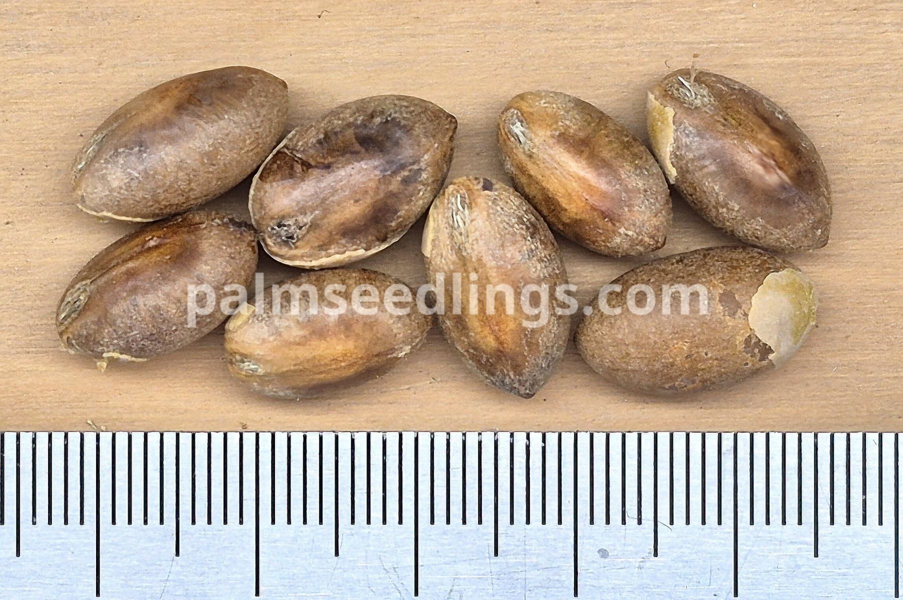 Serenoa repens Saw Palmetto Seeds
