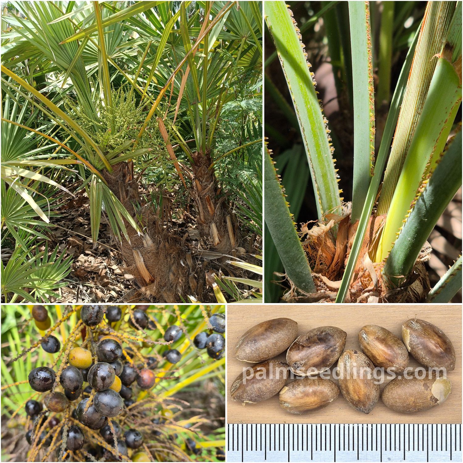 Serenoa repens Saw Palmetto Seeds