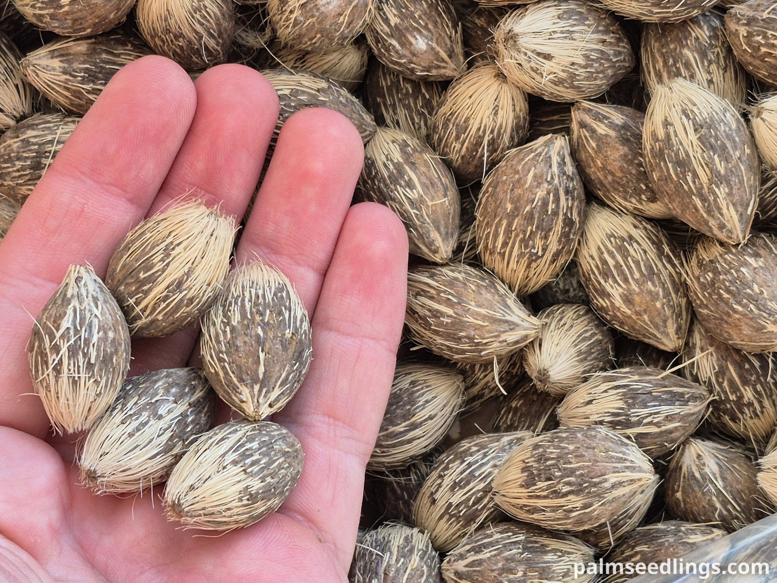 Syagrus coronata Licuri Palm Seeds ()