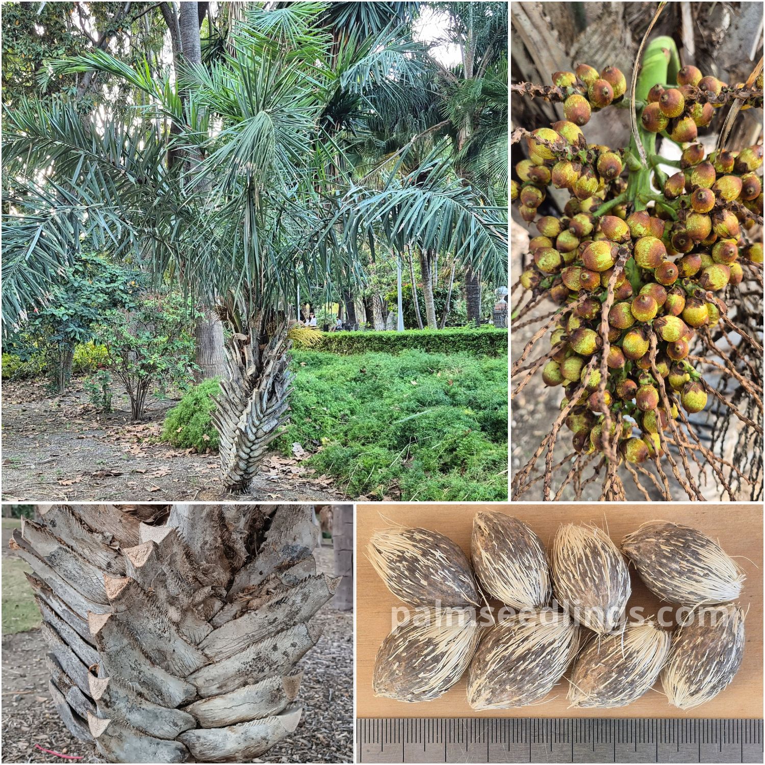 Syagrus coronata Licuri Palm Seeds