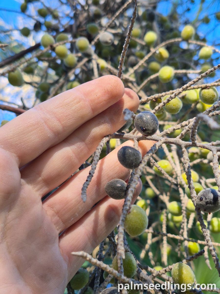 brahea dulcis fruits closeup ()