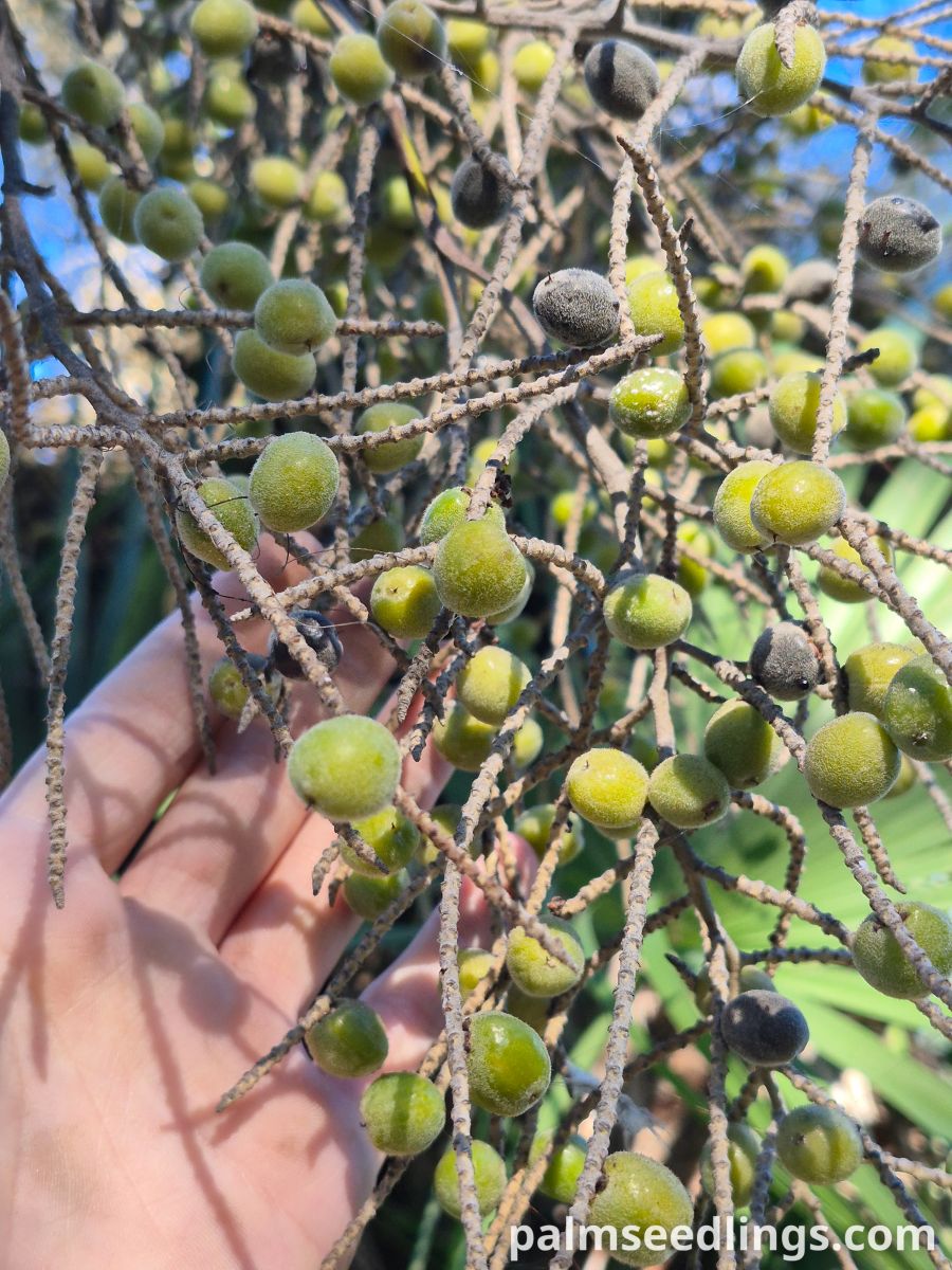 brahea dulcis fruits closeup
