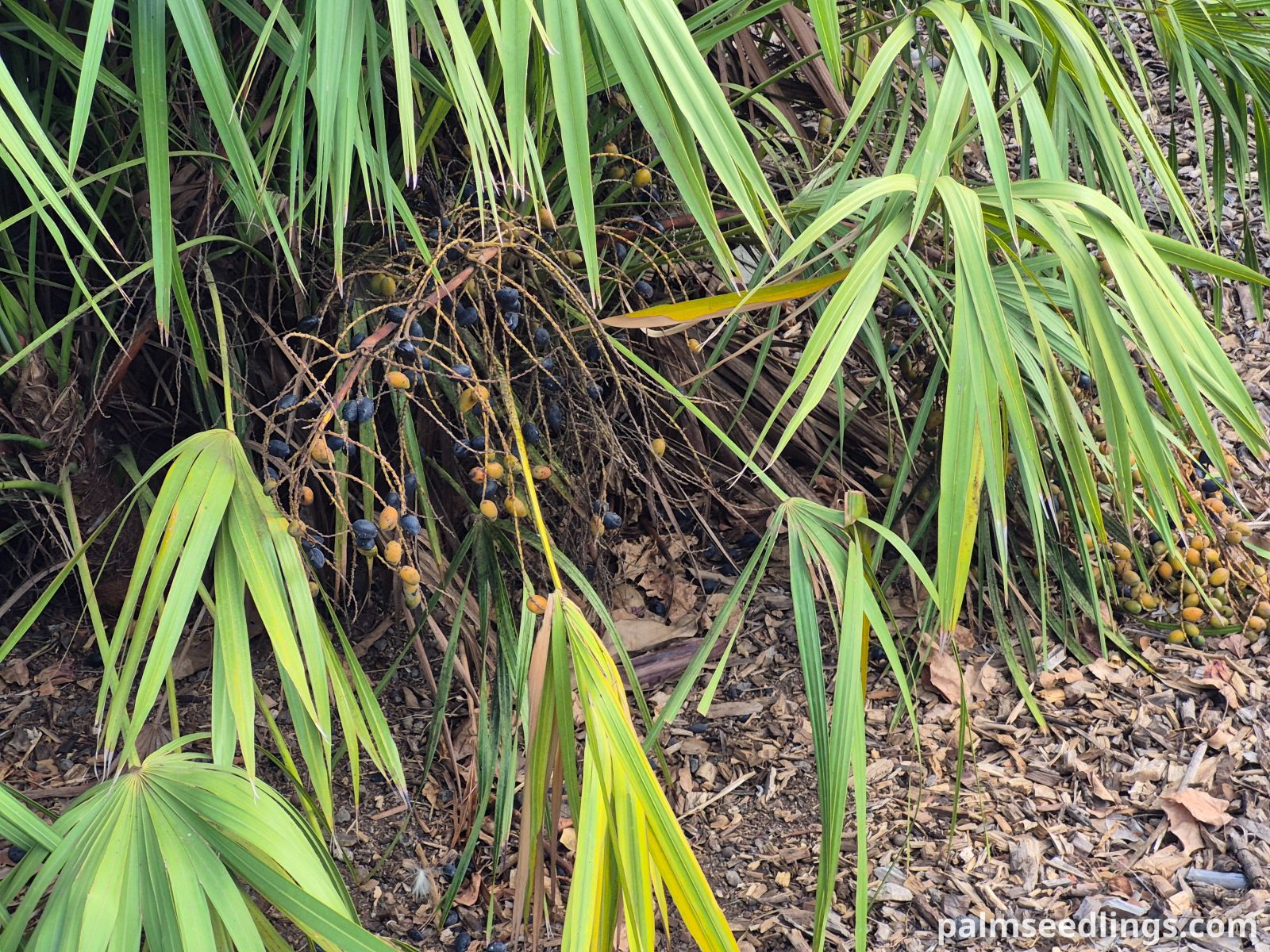 creeping palmetto fruits