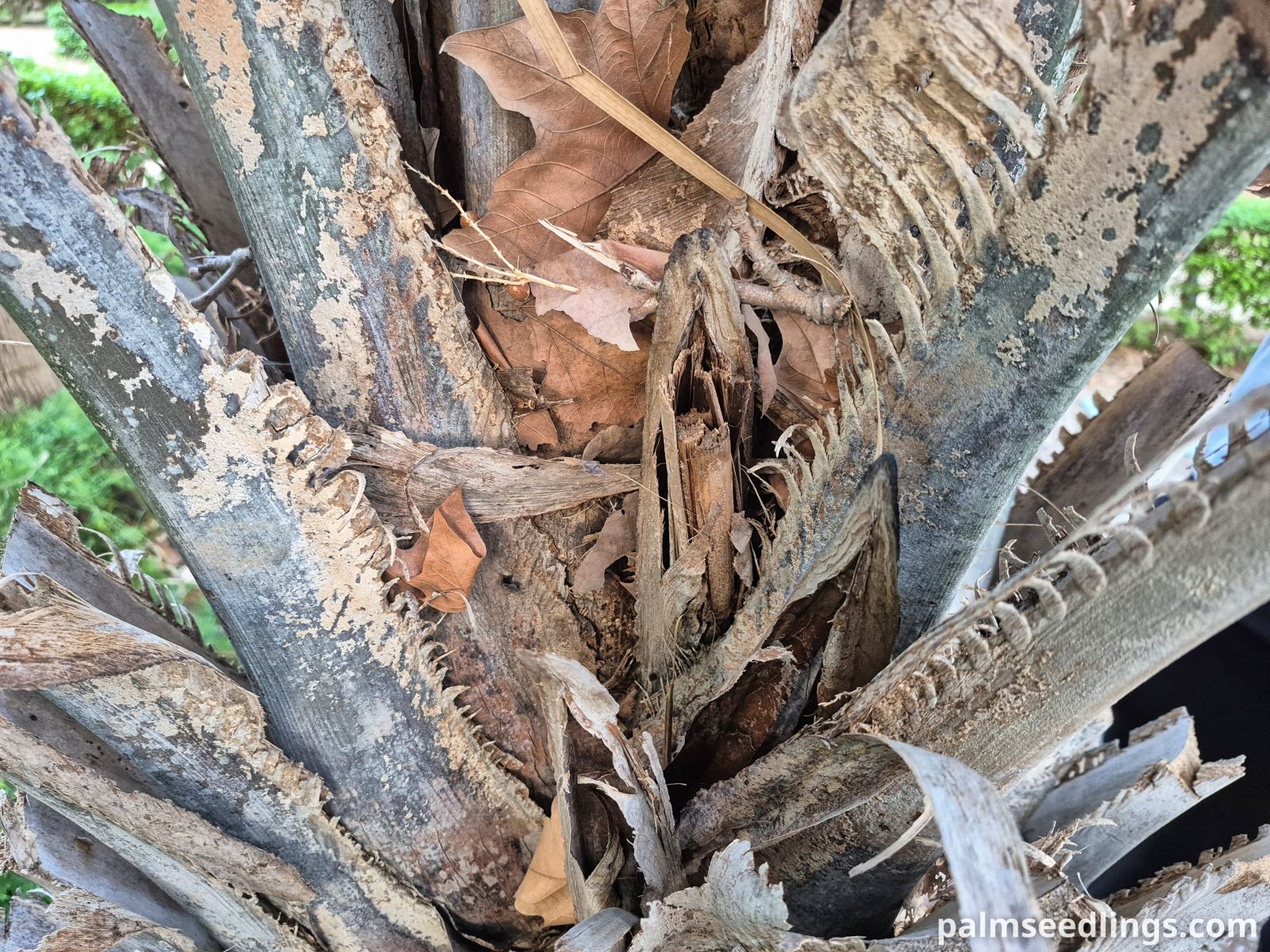 ouricuri palm petiole leaf stems