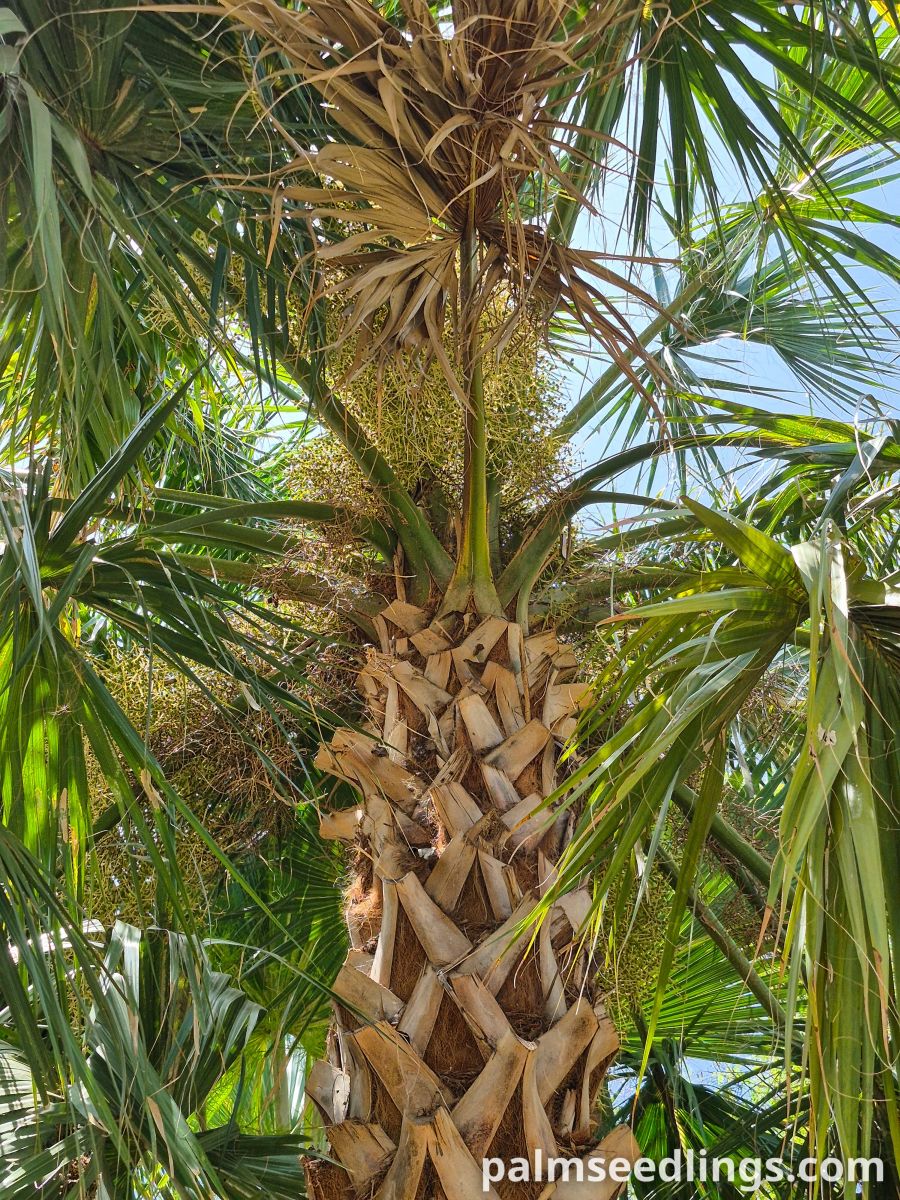 sabal causiarum crown side