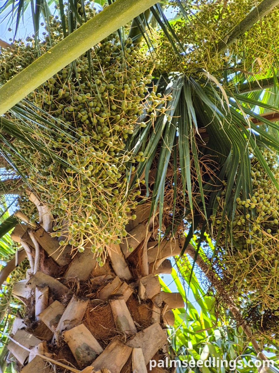 sabal causiarum fruit bunch hanging