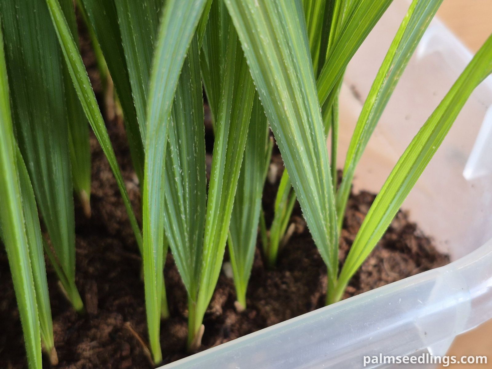 sabal causiarum seedling