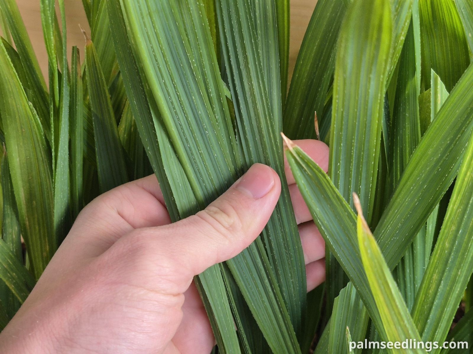 sabal causiarum seedlings ()