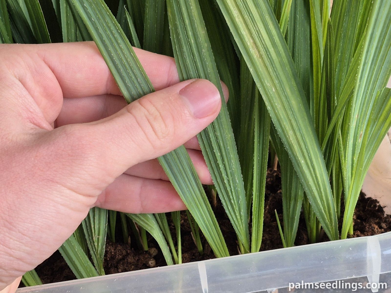sabal causiarum seedlings ()