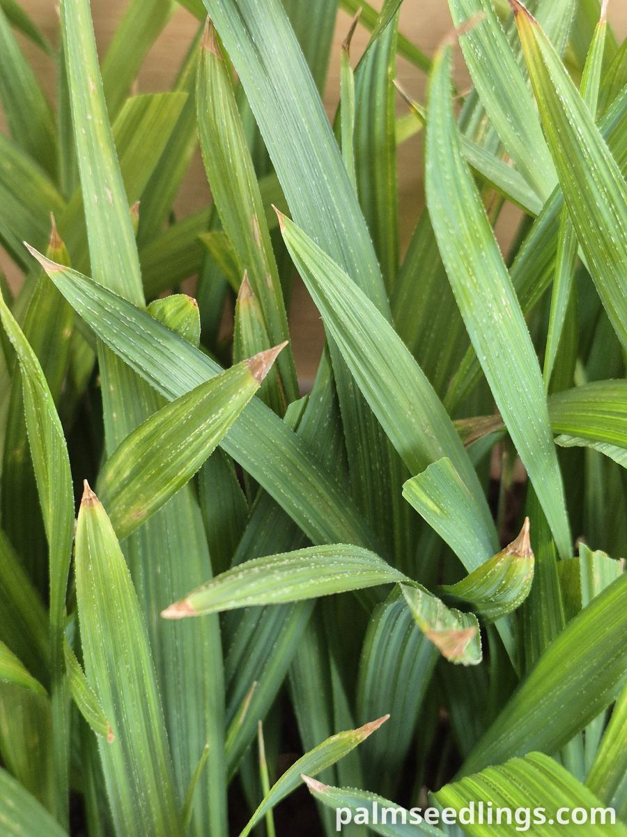 sabal causiarum seedlings leaves