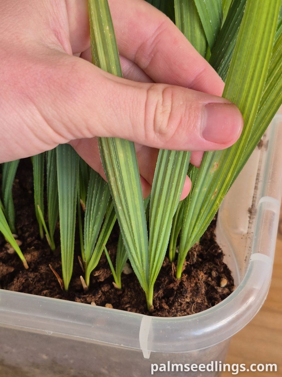 sabal causiarum seedlings