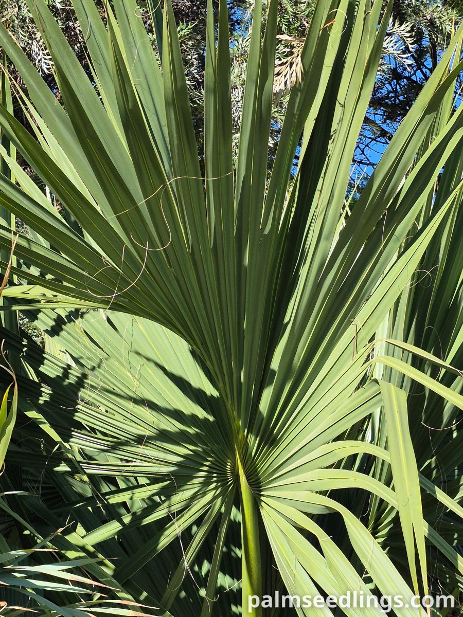 sabal maritima leaf