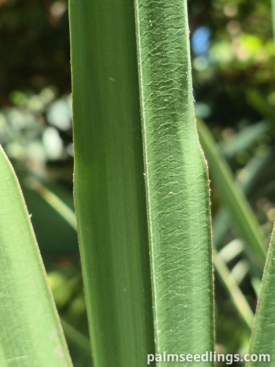 saw palmetto leaf detail