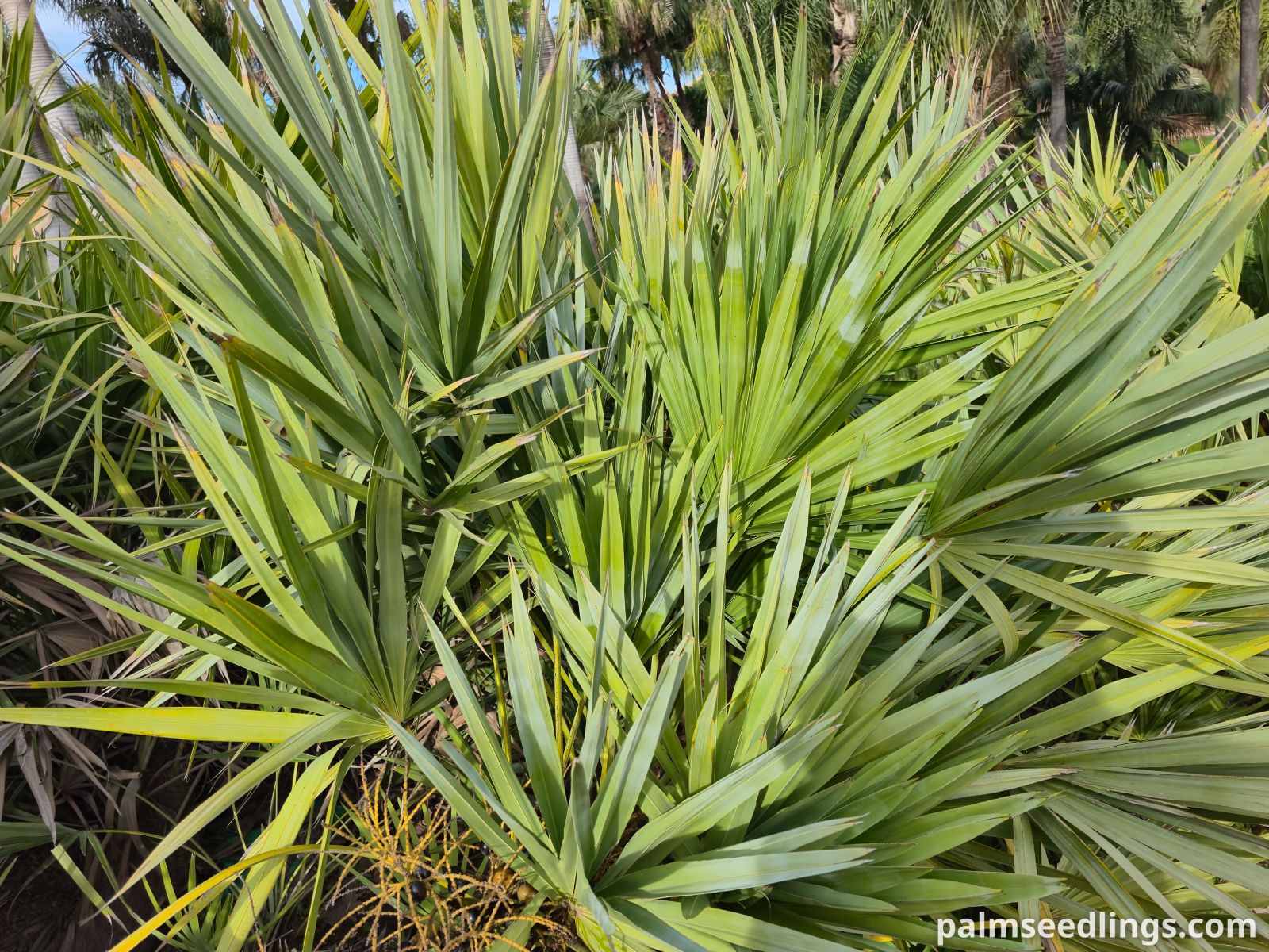 saw palmetto