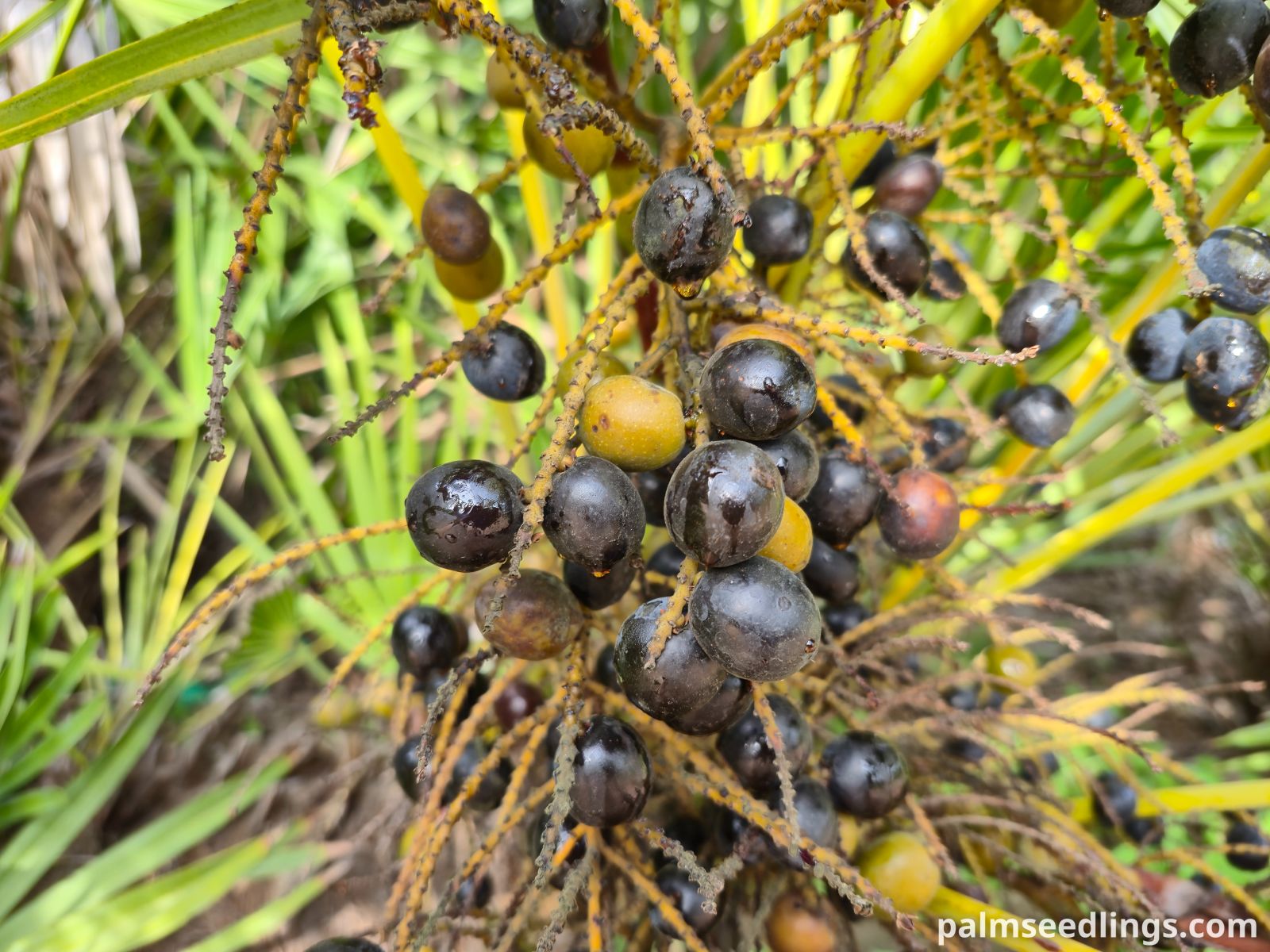 serenoa repens fruits