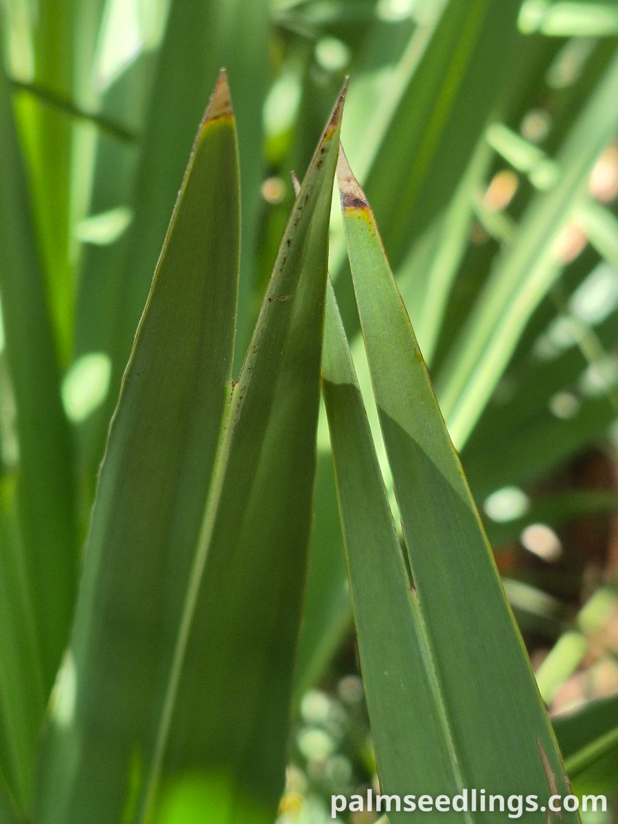 serenoa repens leaf detail