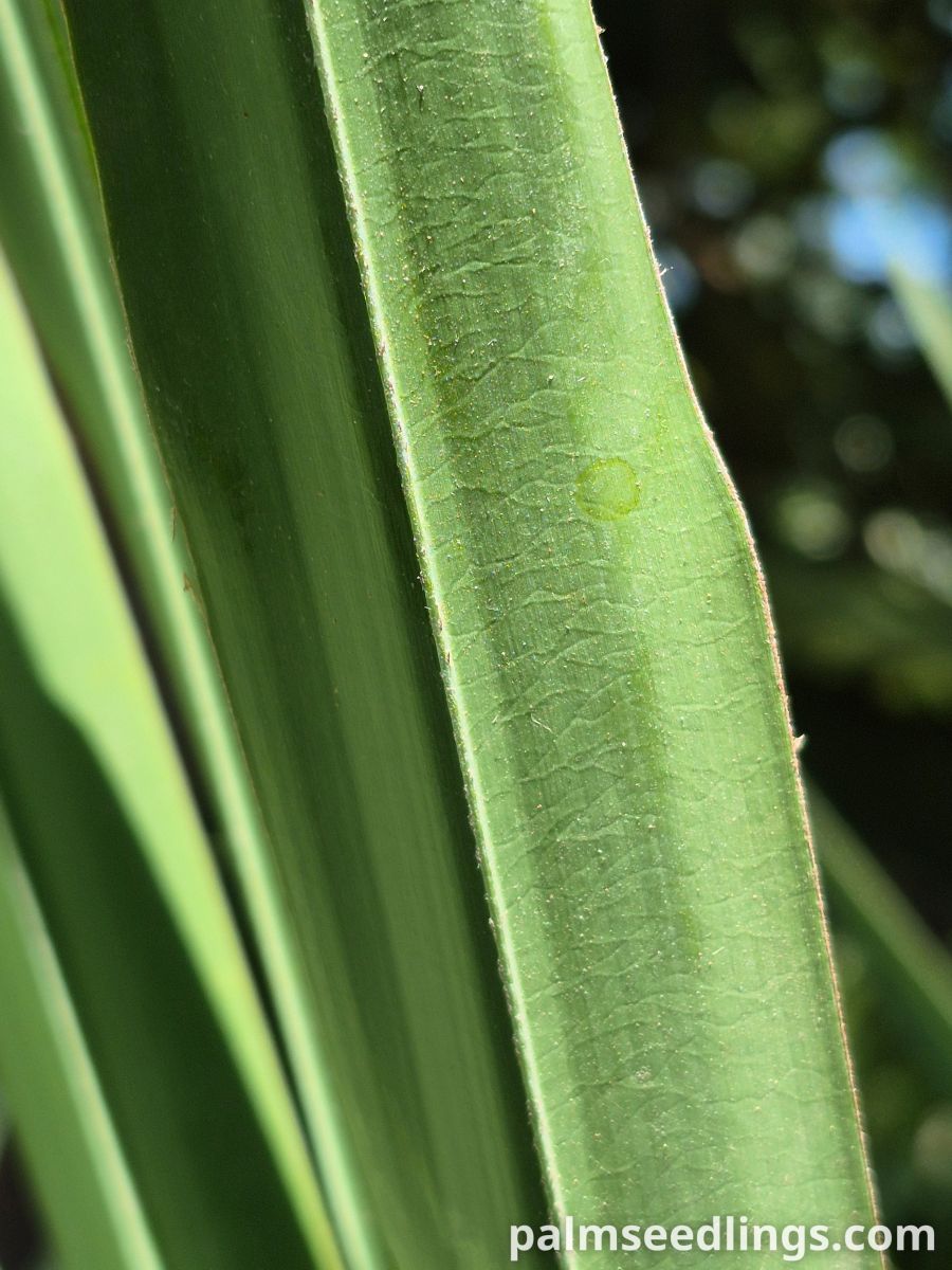 serenoa repens leaf