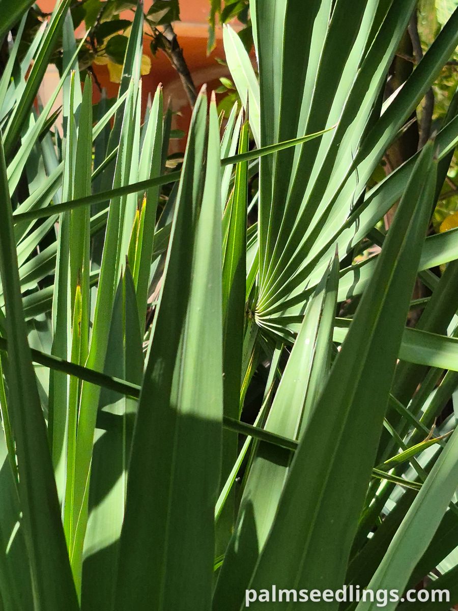 serenoa repens leaves