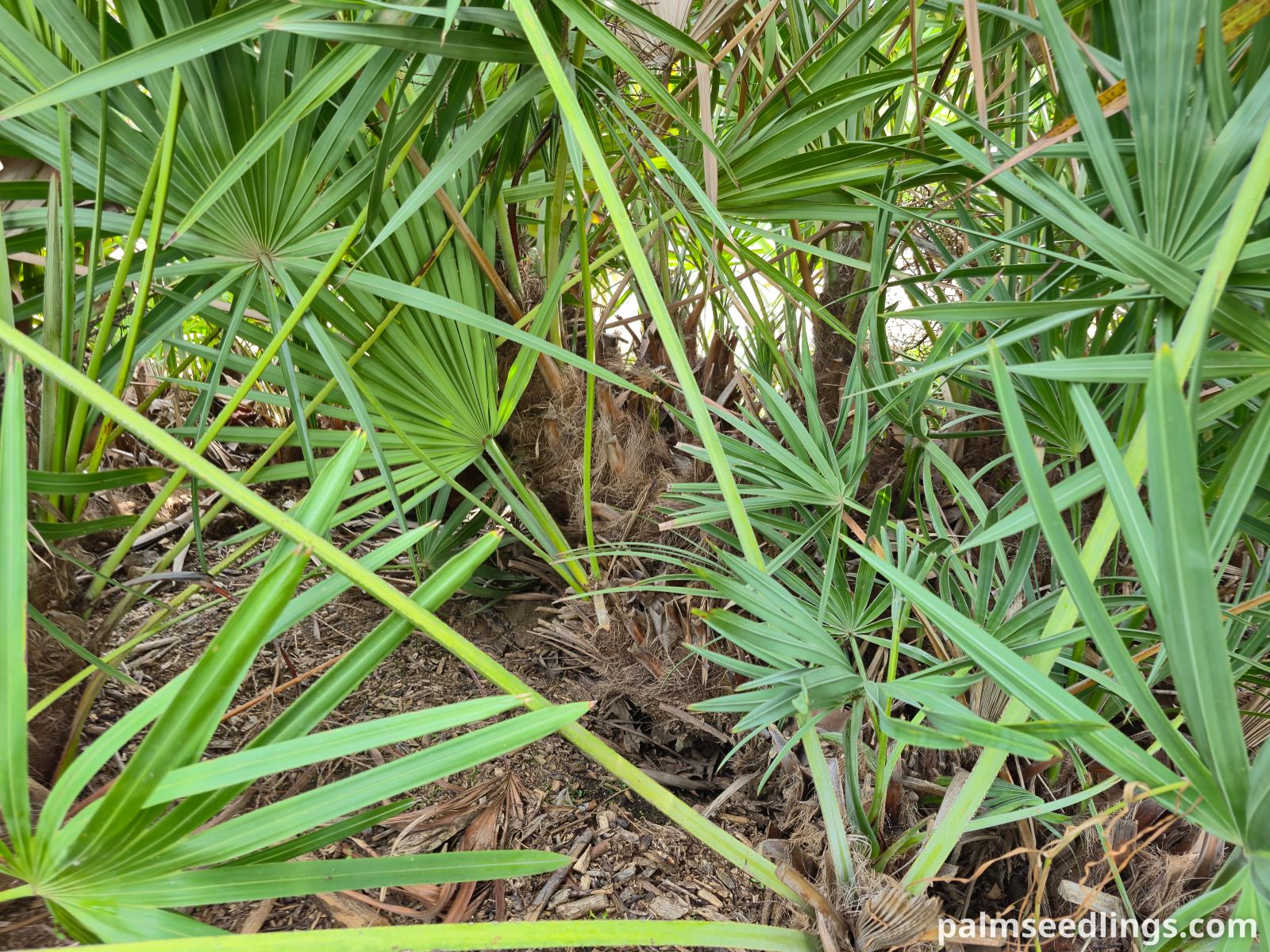 serenoa repens multi stemmed growth