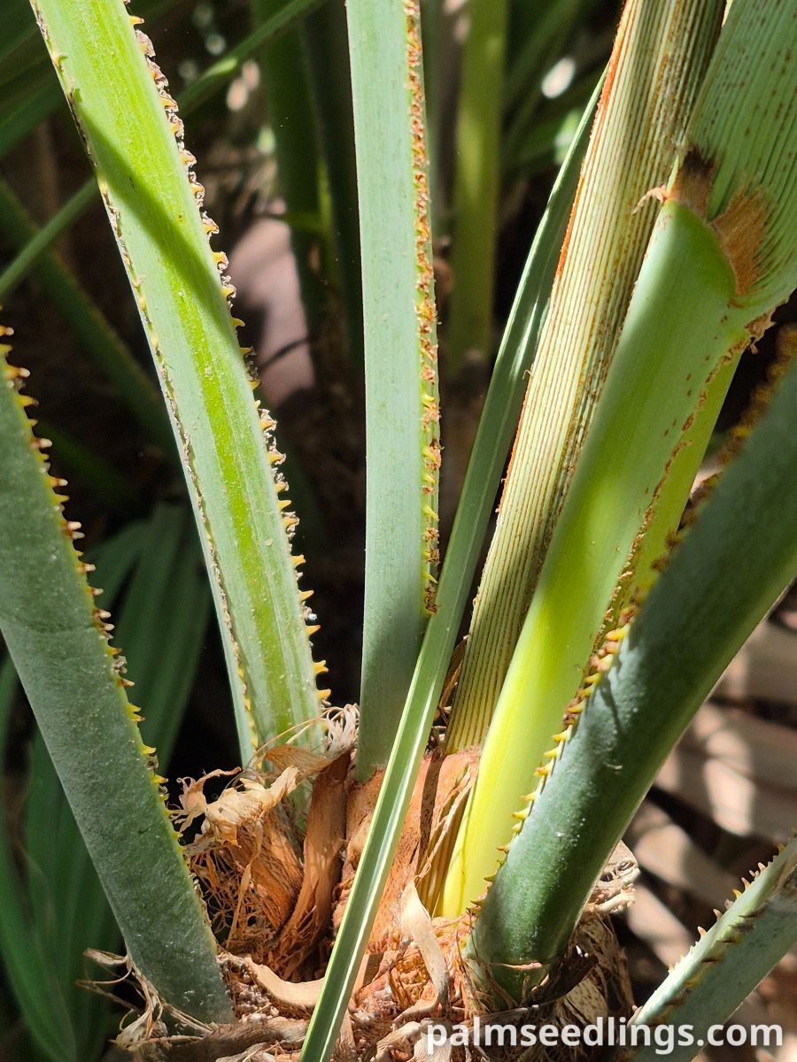 serenoa repens petiole spines closeup
