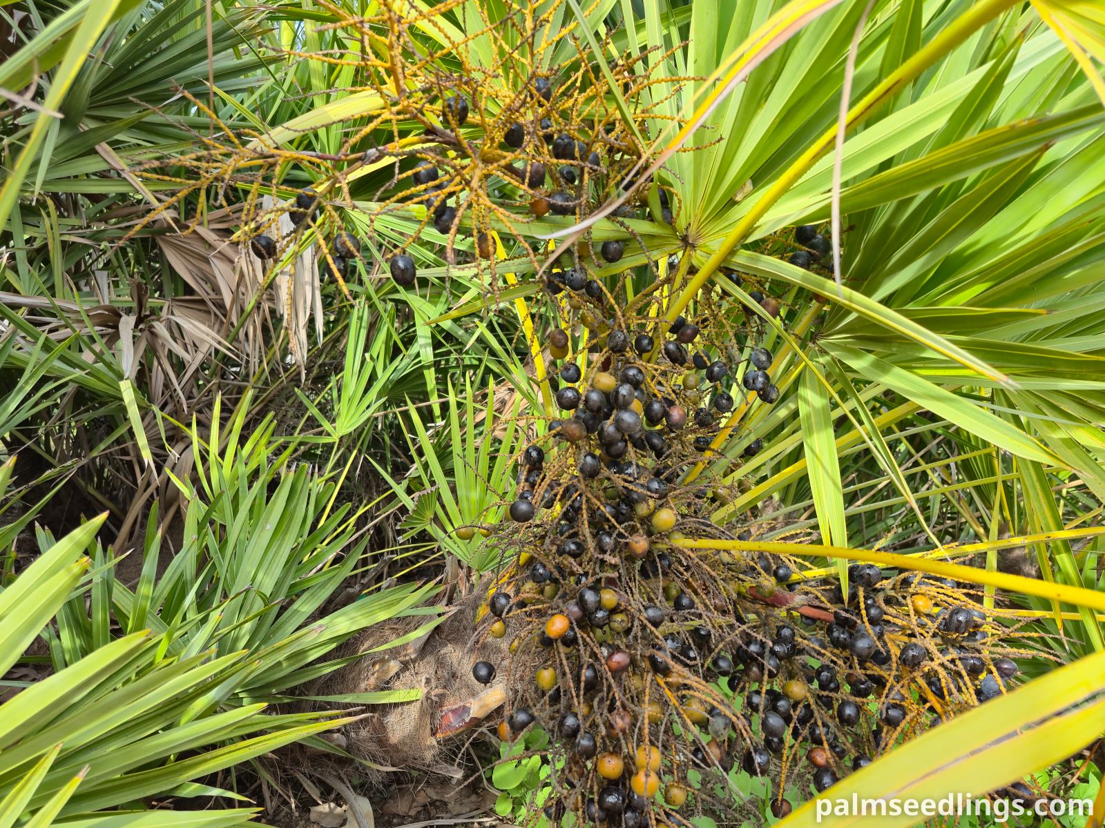 serenoa repens