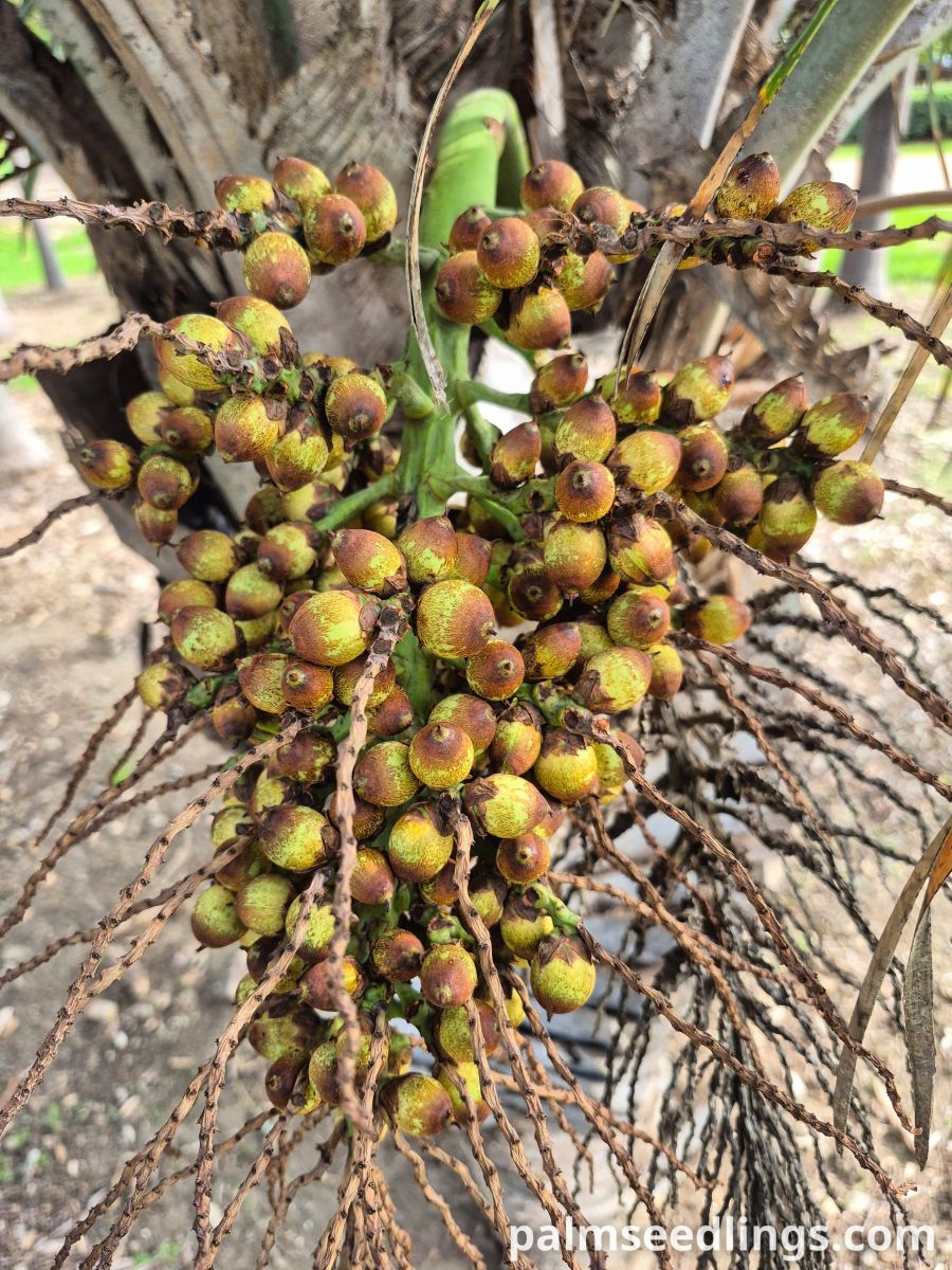 syagrus coronata fruits on tree