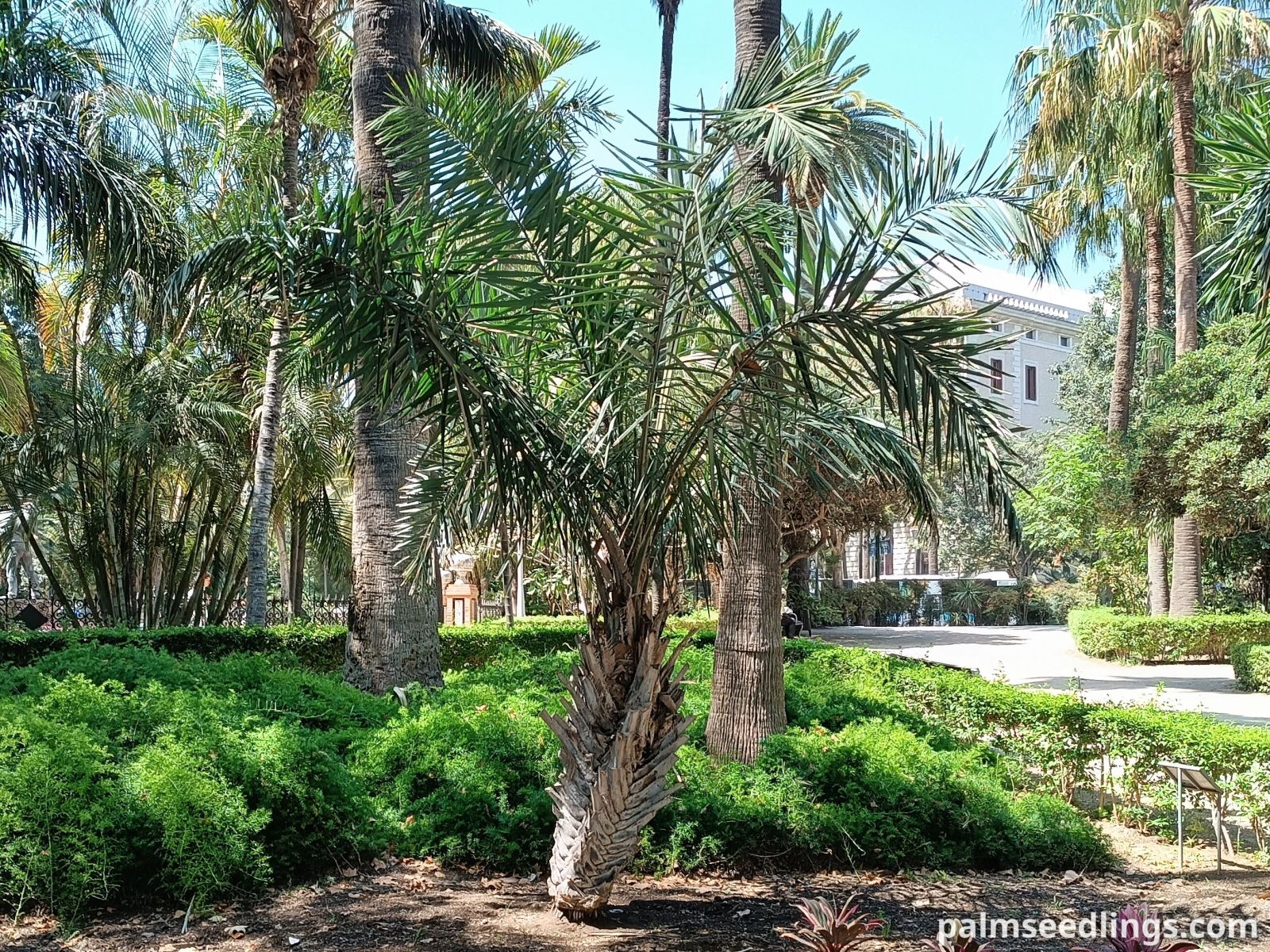 syagrus coronata palm tree