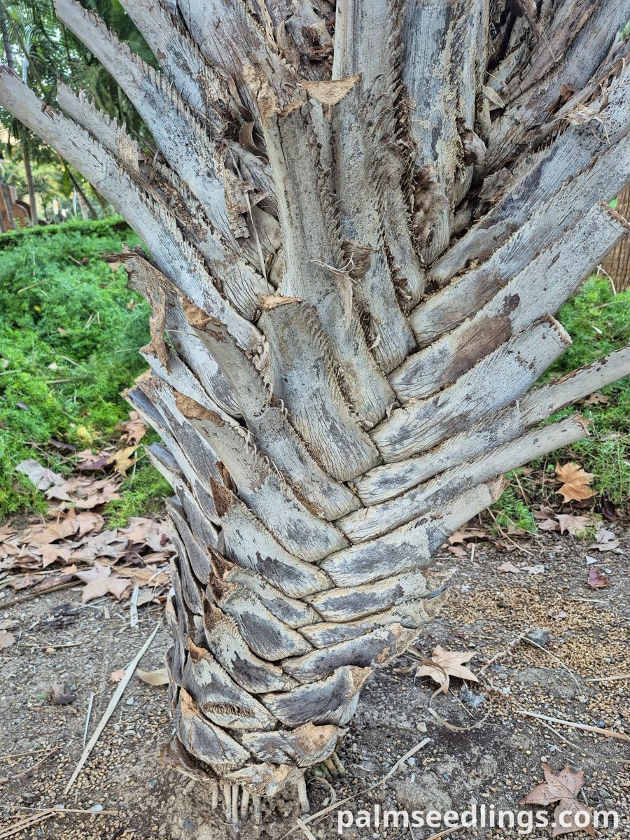 syagrus coronata trunk closeup
