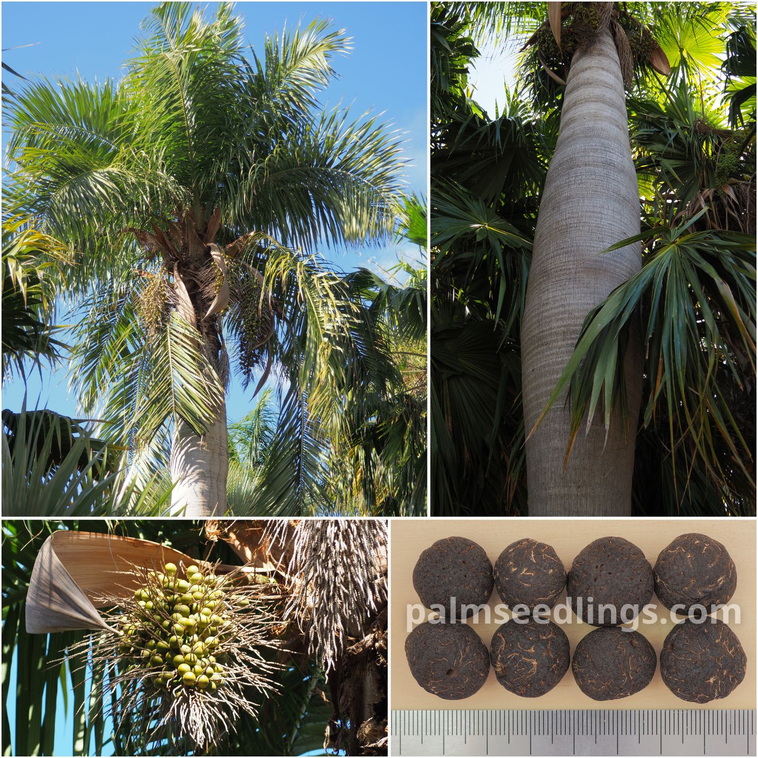 Acrocomia crispa Cuban Belly Palm Seeds