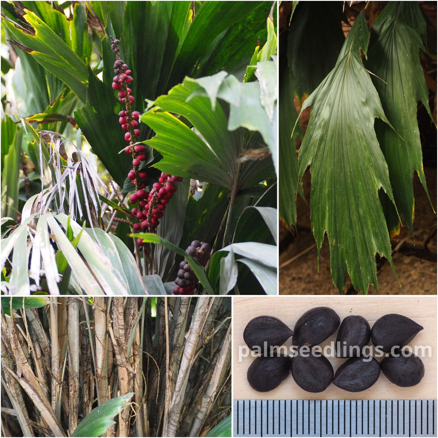 Arenga hookeriana Hooker's Sugar Palm Seeds