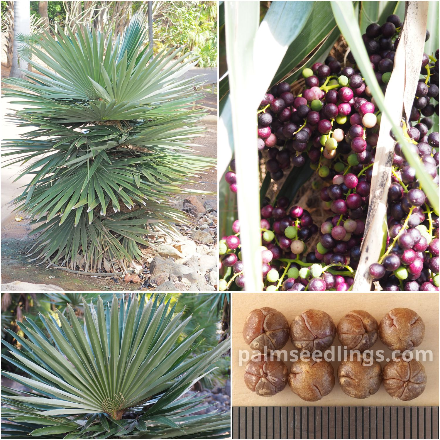 Coccothrinax borhidiana Borhidi's Guano Palm Seeds