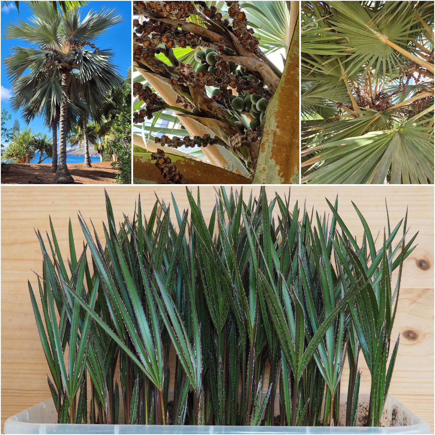 Latania loddigesii Blue Latan Palm Seedlings